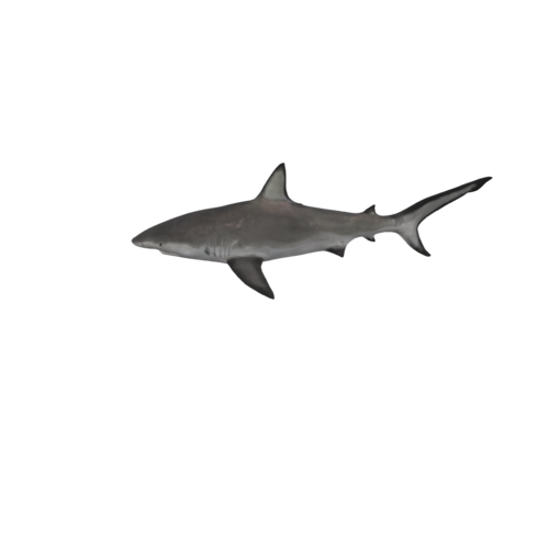 The Caribbean Reef Shark is a species of reef shark, and is the largest apex predator in its ecosystem. It is often found in shallow waters near the drop-offs of coral reefs, where it hunts for a variety of bony fishes, cephalopods, and crustaceans.