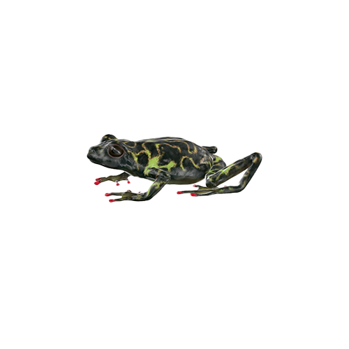 Riggenbach's Reed Frog is a species of frog in the Hyperoliidae family found in various African countries. Characterized by their varied and often brightly colored bodies, these frogs are usually found in swampy areas or near permanent bodies of water.