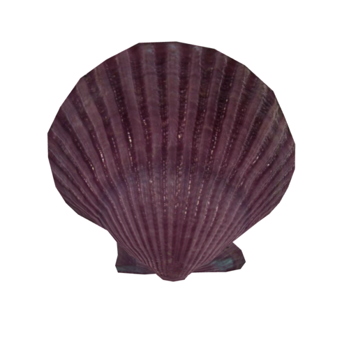 A natural seashell, notable for its uncommon purple color. This could be an object of interest for collectors, marine biologists, or simply enthusiasts of natural beauty.