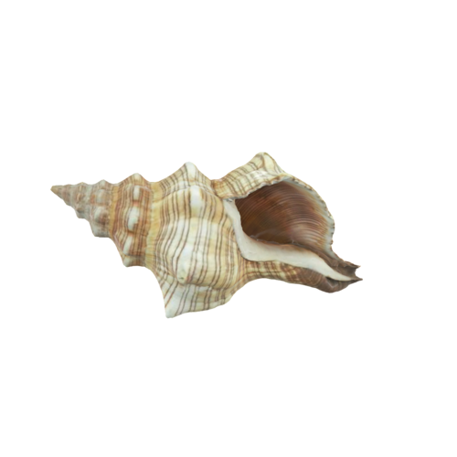 The horse conch is the largest species of marine gastropod in the American waters, its shell can reach lengths up to 24 inches. Interesting for shell collectors and marine enthusiasts.