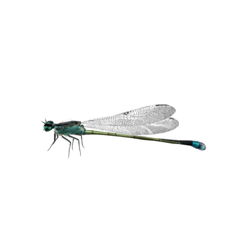 Dragonflies start their lives as aquatic larvae, living in water bodies like lakes and ponds, before maturing and taking flight. Seeing dragonflies near lakes is a common occurrence in many parts of the world during warm weather.