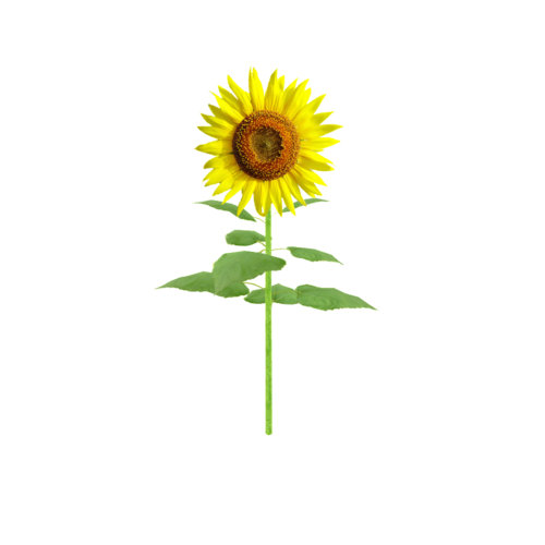 The sunflower is a tall, bright flowering plant known for its large heads and seeds. Native to North America, it is named for its ability to track the sun across the sky, an actions known as heliotropism. 