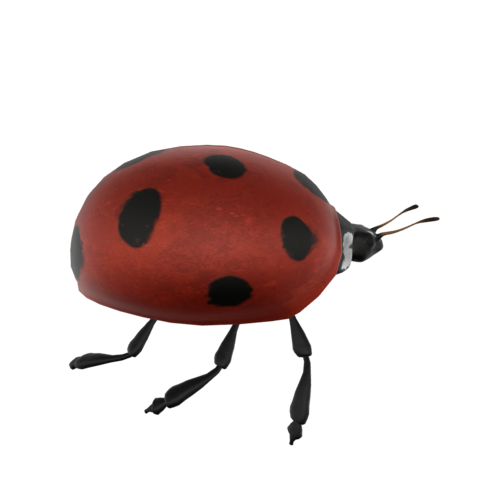 The ladybug, also known as lady beetle or ladybird, is a small beetle that is often red or orange with black spots. They are beneficial insects that are well-known garden predators, preying on pests that are harmful to plants.
