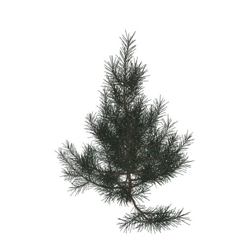 A pine is a coniferous tree in the genus Pinus, in the family Pinaceae. They are evergreen, resinous trees that have needle-like leaves. Pines are known for their significant roles in ecosystems, their wood products and sources of resins. 