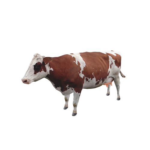 A cow, also known as cattle, is a commonly domesticated large animal used for milk, meat, hide and as draft animals. Cows have a complex digestive system which allows them to break down plants that humans cannot digest.