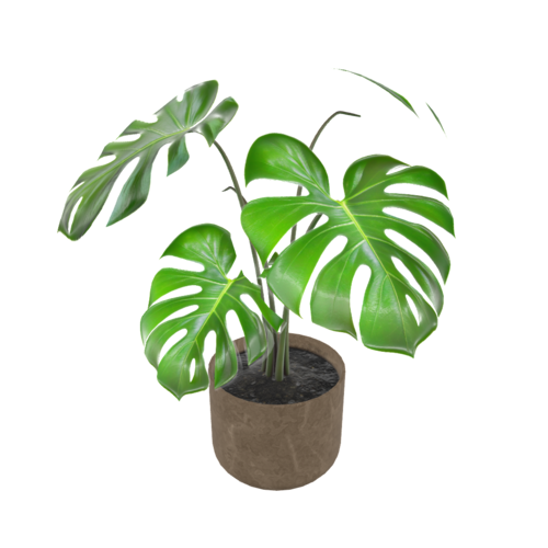 A popular indoor plant known for its lush green leaves featuring natural holes, hence often referred to as the Swiss cheese plant. Originates from tropical regions of America.