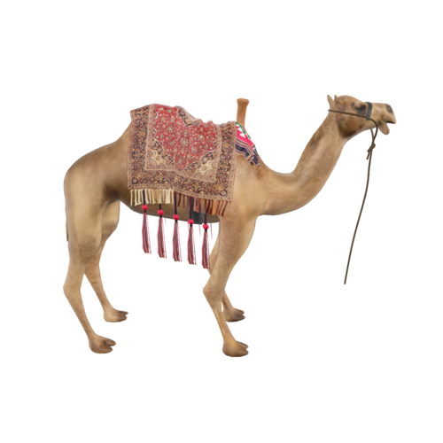 Camels are large, strong desert animals, identified by their long legs, big-lipped snout and, notably, their hump or humps. They have been a vital mode of transportation for centuries in the harsh desert climates.